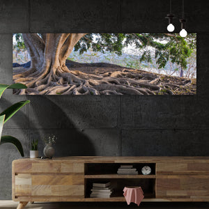 Spannrahmenbild Alter Baum mit Wurzeln Panorama