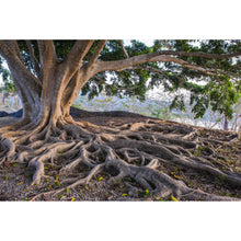 Lade das Bild in den Galerie-Viewer, Poster Alter Baum mit Wurzeln Querformat
