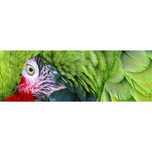 Lade das Bild in den Galerie-Viewer, Aluminiumbild Amazonas Papagei Panorama
