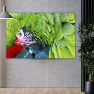 Spannrahmenbild Amazonas Papagei Querformat