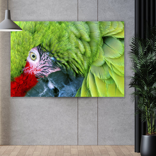 Aluminiumbild gebürstet Amazonas Papagei Querformat