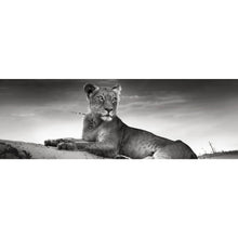 Lade das Bild in den Galerie-Viewer, Spannrahmenbild Anmutige Löwin Schwarz Weiß Panorama
