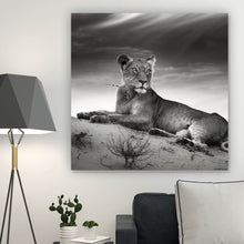 Lade das Bild in den Galerie-Viewer, Aluminiumbild gebürstet Anmutige Löwin Schwarz Weiß Quadrat
