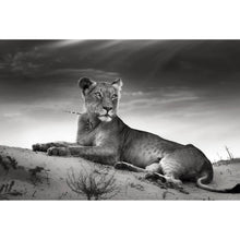 Lade das Bild in den Galerie-Viewer, Leinwandbild Anmutige Löwin Schwarz Weiß Querformat
