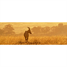 Lade das Bild in den Galerie-Viewer, Aluminiumbild Antilope in der Morgensonne Panorama
