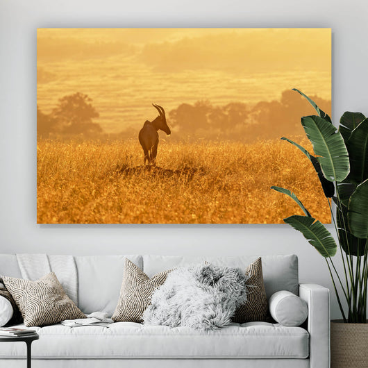 Aluminiumbild gebürstet Antilope in der Morgensonne Querformat