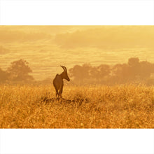 Lade das Bild in den Galerie-Viewer, Leinwandbild Antilope in der Morgensonne Querformat
