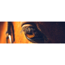 Lade das Bild in den Galerie-Viewer, Spannrahmenbild Auge eines Pferdes Panorama
