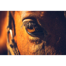 Lade das Bild in den Galerie-Viewer, Aluminiumbild gebürstet Auge eines Pferdes Querformat

