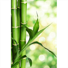 Lade das Bild in den Galerie-Viewer, Acrylglasbild Bambus Stiele Hochformat
