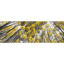 Lade das Bild in den Galerie-Viewer, Aluminiumbild Birkenwald im Herbst Panorama
