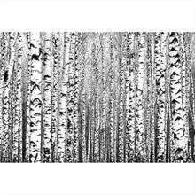 Lade das Bild in den Galerie-Viewer, Aluminiumbild gebürstet Birkenwald No.1 Querformat
