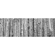 Lade das Bild in den Galerie-Viewer, Aluminiumbild gebürstet Birkenwald Panorama
