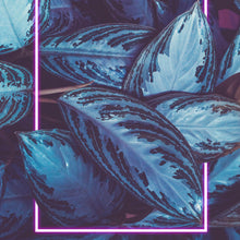 Lade das Bild in den Galerie-Viewer, Leinwandbild Blätter mit Lichtrahmen Neon Pink Quadrat
