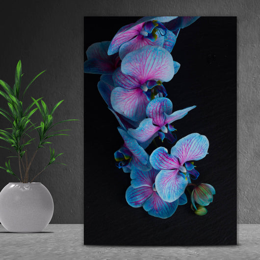 Spannrahmenbild Blaue Orchidee auf schwarzem Hintergrund Hochformat