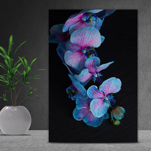 Acrylglasbild Blaue Orchidee auf schwarzem Hintergrund Hochformat