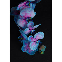 Lade das Bild in den Galerie-Viewer, Poster Blaue Orchidee auf schwarzem Hintergrund Hochformat
