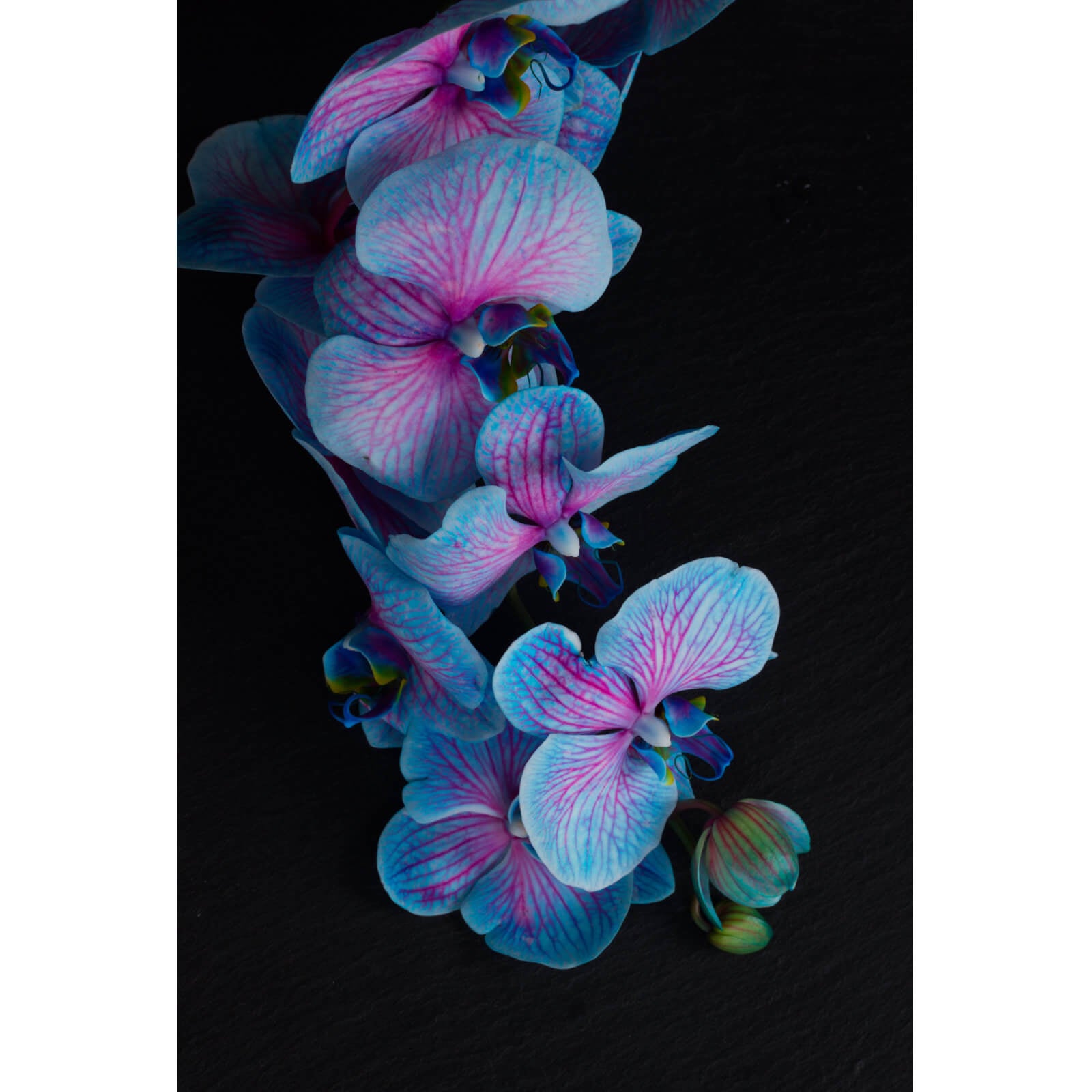 blaue orchidee künstlich Leinwandbild Blaue Orchidee auf schwarzem Hintergrund im Hochformat,  Aufhängefertig & Versandkostenfrei – Wandguru