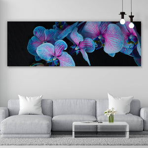 Aluminiumbild Blaue Orchidee auf schwarzem Hintergrund Panorama