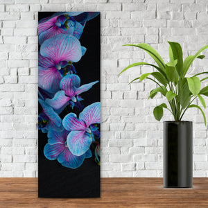 Aluminiumbild gebürstet Blaue Orchidee auf schwarzem Hintergrund Panorama Hoch