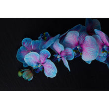 Lade das Bild in den Galerie-Viewer, Aluminiumbild gebürstet Blaue Orchidee auf schwarzem Hintergrund Querformat
