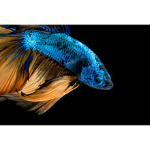 Lade das Bild in den Galerie-Viewer, Aluminiumbild gebürstet Blauer Fisch Auf Schwarz Querformat
