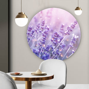 Aluminiumbild gebürstet Blühender Lavendel Kreis