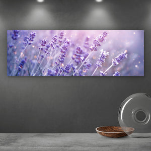 Aluminiumbild Blühender Lavendel Panorama