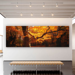 Aluminiumbild gebürstet Buche im Herbst No.1 Panorama