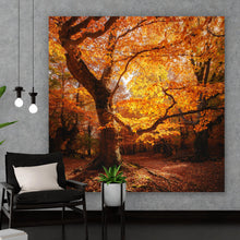 Lade das Bild in den Galerie-Viewer, Spannrahmenbild Buche im Herbst No.1 Quadrat
