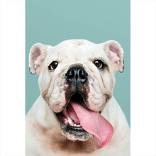 Lade das Bild in den Galerie-Viewer, Aluminiumbild gebürstet Bulldoggen Welpe Hochformat
