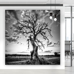 Acrylglasbild Der Einsame Baum Quadrat