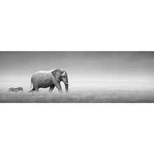 Lade das Bild in den Galerie-Viewer, Aluminiumbild gebürstet Elefant und Zebra Panorama
