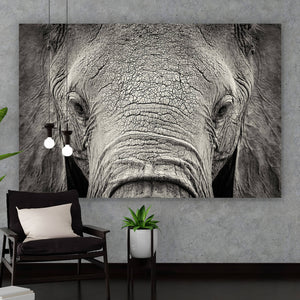 Aluminiumbild gebürstet Elefanten Portrait Querformat