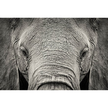 Lade das Bild in den Galerie-Viewer, Aluminiumbild gebürstet Elefanten Portrait Querformat
