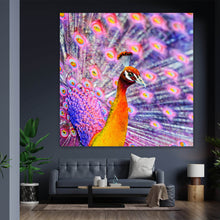 Lade das Bild in den Galerie-Viewer, Spannrahmenbild Eleganter Pfau mit ausgebreiteten Federn Quadrat
