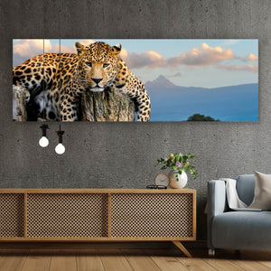 Aluminiumbild gebürstet Entspannter Leopard No.2 Panorama