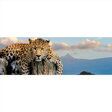 Lade das Bild in den Galerie-Viewer, Aluminiumbild Entspannter Leopard No.2 Panorama
