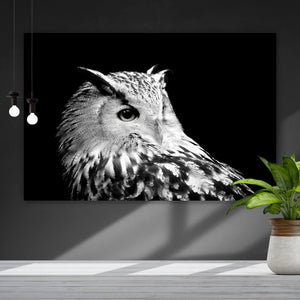 Aluminiumbild Eule auf schwarzem Hintergrund Querformat