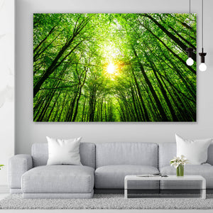 Aluminiumbild Wald im Sonnenlicht Querformat