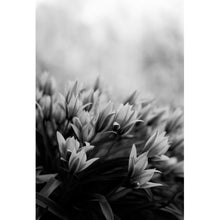 Lade das Bild in den Galerie-Viewer, Leinwandbild Frühlingsblumen in Schwarz Weiß Hochformat
