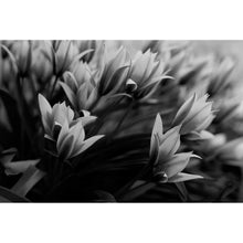 Lade das Bild in den Galerie-Viewer, Aluminiumbild gebürstet Frühlingsblumen in Schwarz Weiß Querformat
