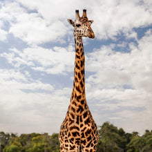 Lade das Bild in den Galerie-Viewer, Spannrahmenbild Giraffe in Kenia Quadrat
