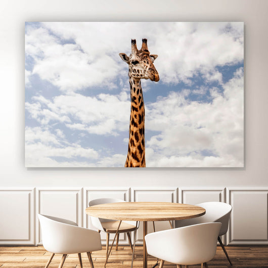Aluminiumbild gebürstet Giraffe in Kenia Querformat