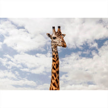 Lade das Bild in den Galerie-Viewer, Aluminiumbild Giraffe in Kenia Querformat
