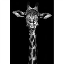 Lade das Bild in den Galerie-Viewer, Aluminiumbild gebürstet Giraffenportrait Schwarz-Weiss Hochformat
