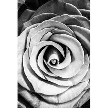 Lade das Bild in den Galerie-Viewer, Aluminiumbild gebürstet Graue Rose Hochformat
