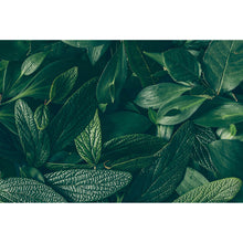 Lade das Bild in den Galerie-Viewer, Leinwandbild Grüne Blätter Querformat
