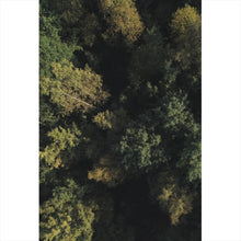 Lade das Bild in den Galerie-Viewer, Leinwandbild Herbstbäume im Wald Hochformat
