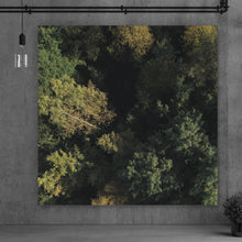 Lade das Bild in den Galerie-Viewer, Aluminiumbild gebürstet Herbstbäume im Wald Quadrat
